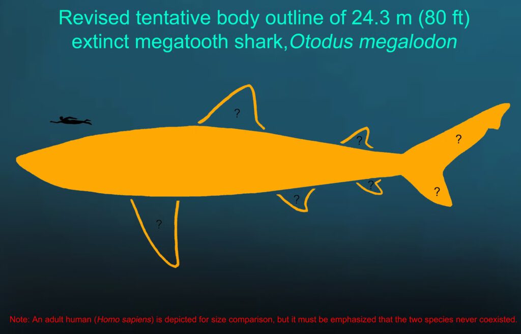 So sähe ein rund 24 Meter langes Exemplar des Riesenhais Otodus megalodon neben einem Menschen aus, wenn die beiden Spezies coexistiert hätten. (Quelle: Palaeontologia Electronica)