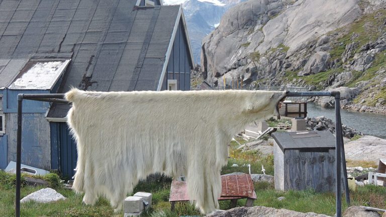 Giftige Tradition: Eisbärenfleisch sichert das Überleben der Inuit – doch es bringt auch gefährliche PFAS in ihre Körper. Die Belastung ist alarmierend.