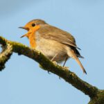 Vogelzwitschern verbessert beim Zuhören zwar nicht unbedingt die kognitiven Fähigkeiten, aber das emotionale Wohlbefinden. © Pexels