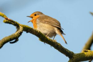 Vogelzwitschern verbessert beim Zuhören zwar nicht unbedingt die kognitiven Fähigkeiten, aber das emotionale Wohlbefinden. © Pexels