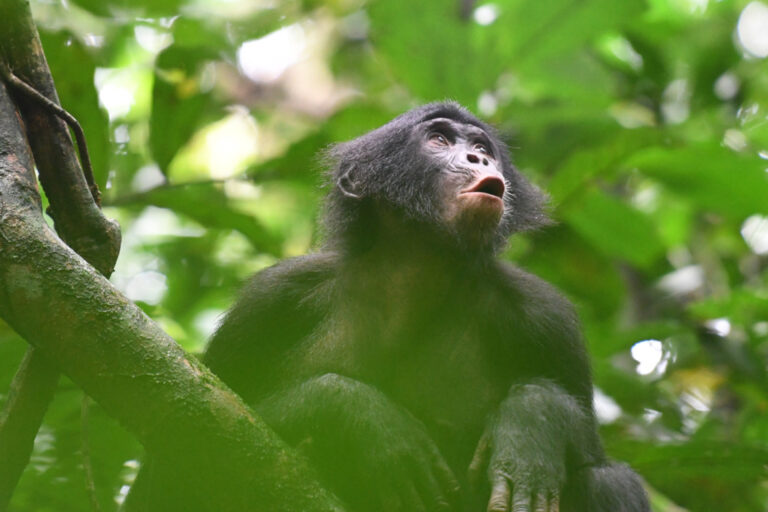 Rufe der Bonobos sind menschlicher Sprache verblüffend ähnlich