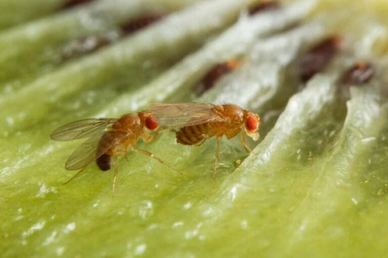Wie Fliegenmännchen ihren Paarungserfolg durch Alkohol steigern