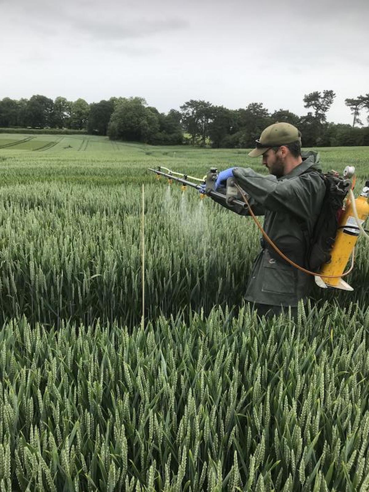 Ein Forscher setzt das Zuckersignal T6P bei einem Weizenversuch in Rothamsted ein. Es kurbelt das Wachstum an und senkt den Düngebedarf. © Rothamsted Research