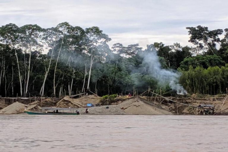Bäume im Amazonas speichern Quecksilber und enttarnen Minen