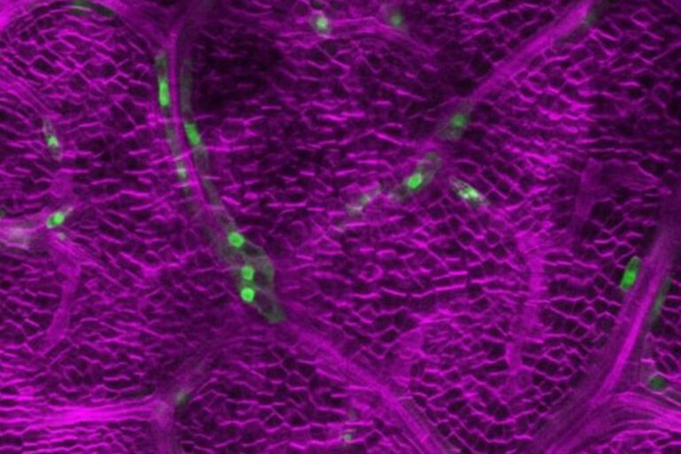 Gene zur Abwehr umfunktioniert: Pflanzen tricksen Fressfeinde aus