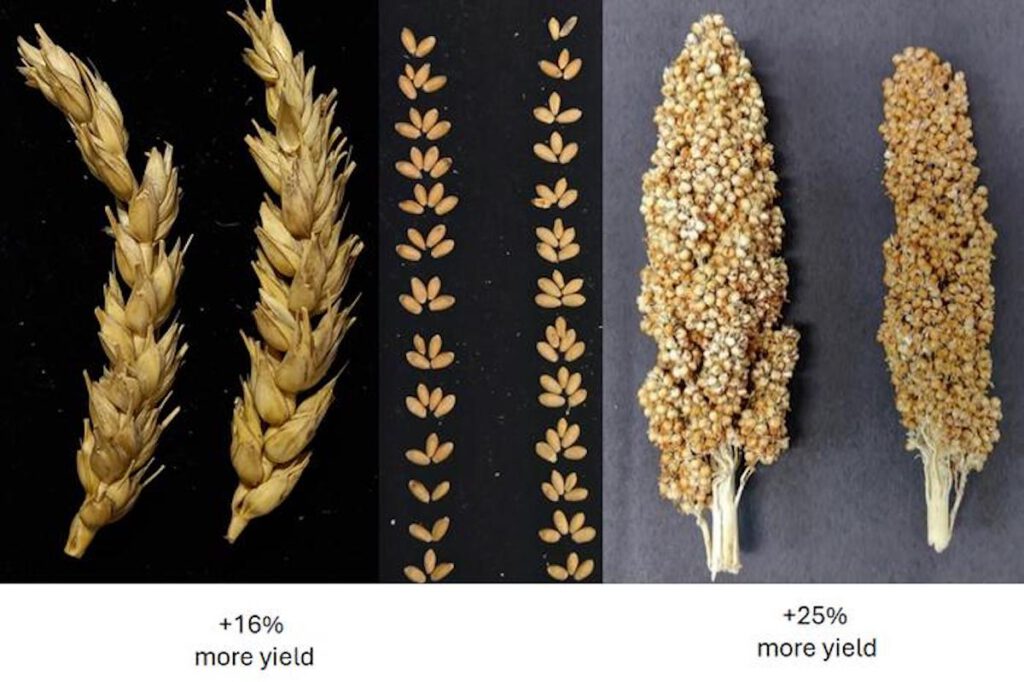 Mit T6P behandelter Weizen und Sorghum zeigen deutliche Ertragssteigerungen. © Rothamsted Research