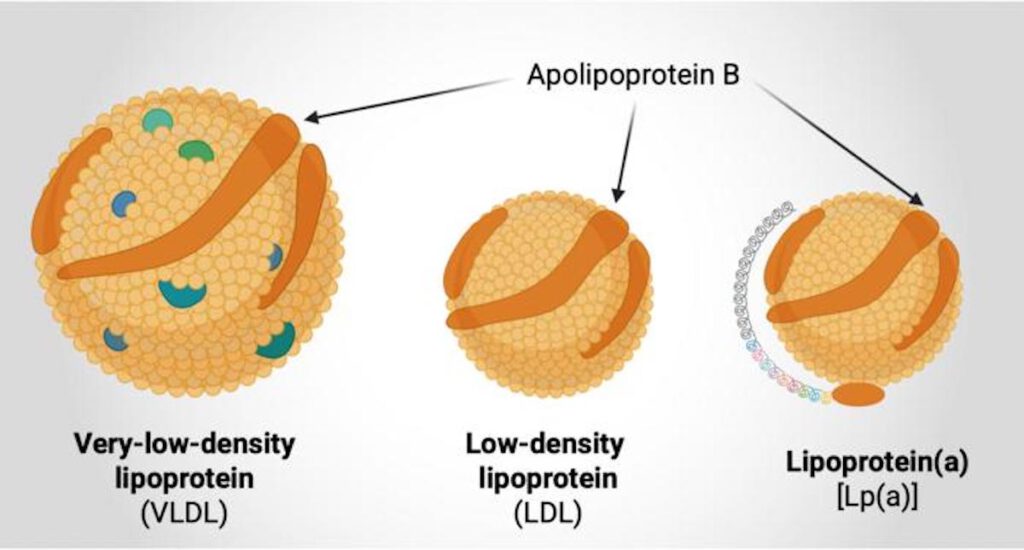 Eine Grafik zeigt die drei Arten von Lipoproteinen, die „schlechtes Cholesterin“ transportieren. Alle besitzen ApoB als gemeinsames Merkmal. © Chalmers University of Technology | Jakub Morze