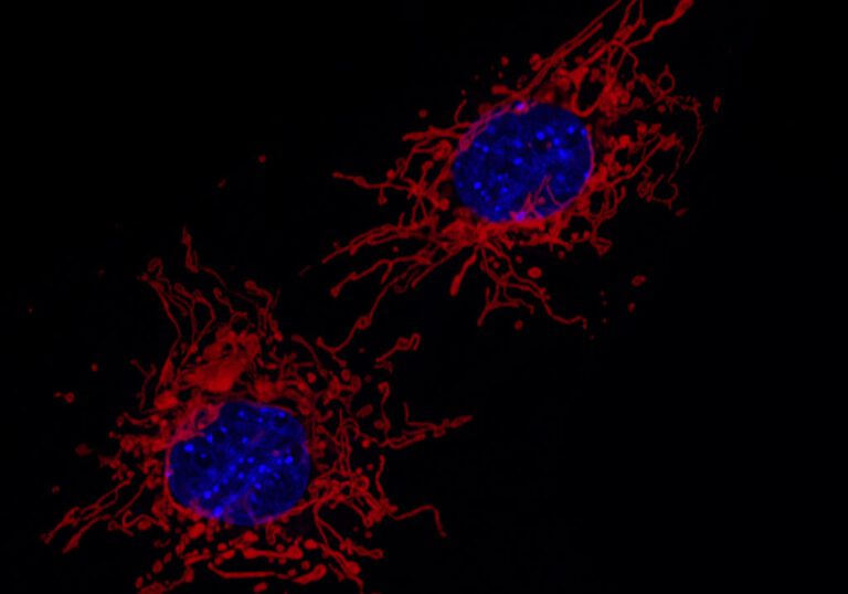 Wie Zellen ihre Kraftwerke reparieren – und Altern bremsen