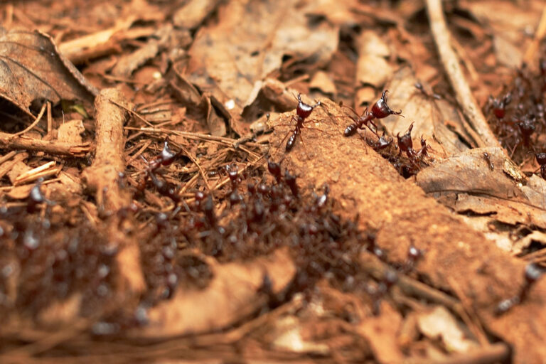 Ameisen-Schmuggel: Warum Insekten plötzlich heiß begehrt sind