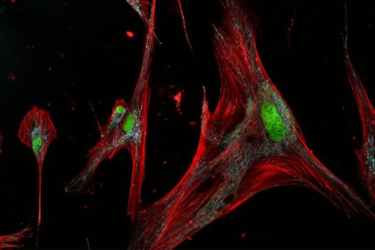 Wie Zombie-Hautzellen Wundheilung und Alterung beeinflussen