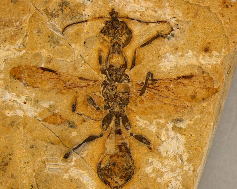 Sensationsfund: Forscher entdecken älteste Ameise der Welt