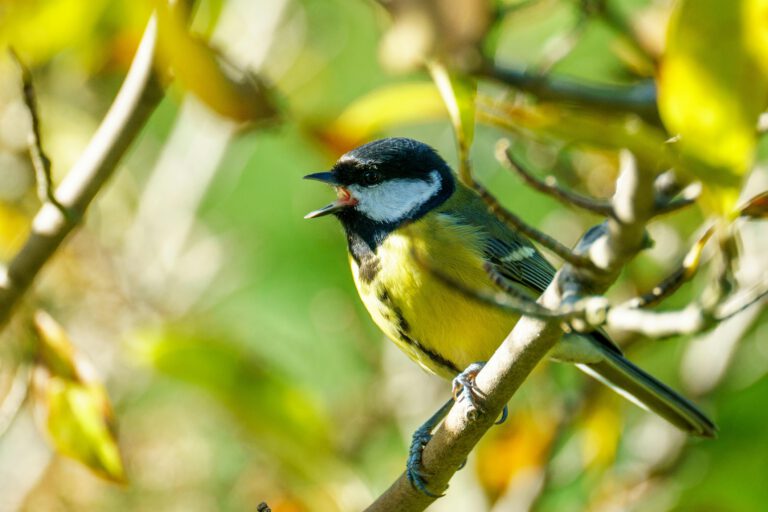 Nestkampf bei Vögeln: Weibchen reagieren auffallend energisch.