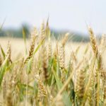 Zuckersignal feuert Weizen-Ernte an und spart Dünger