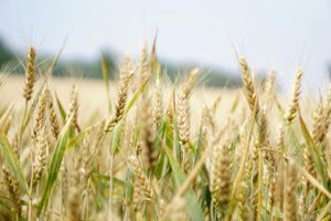 Zuckersignal feuert Weizen-Ernte an und spart Dünger