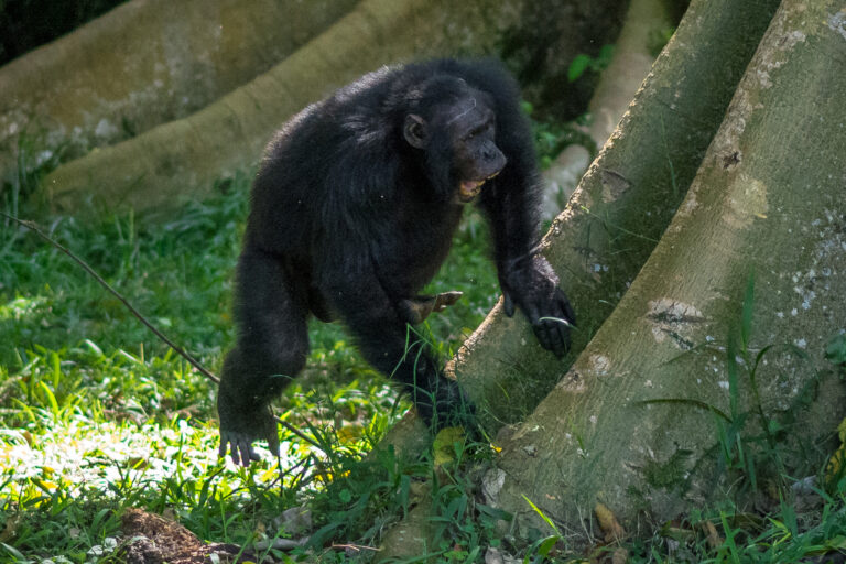 Trommelnde Schimpansen: Musik älter als der Mensch?