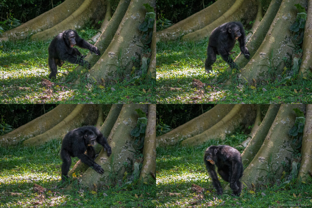 Erwachsener männlicher Ostafrikanischer Schimpanse aus der Sonso-Gemeinschaft im Budongo-Wald (Uganda) beim Trommeln. © Adrian Soldati