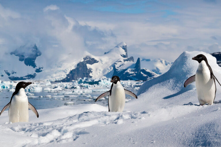 Überraschender Effekt: Pinguinkot in der Antarktis kühlt die Luft