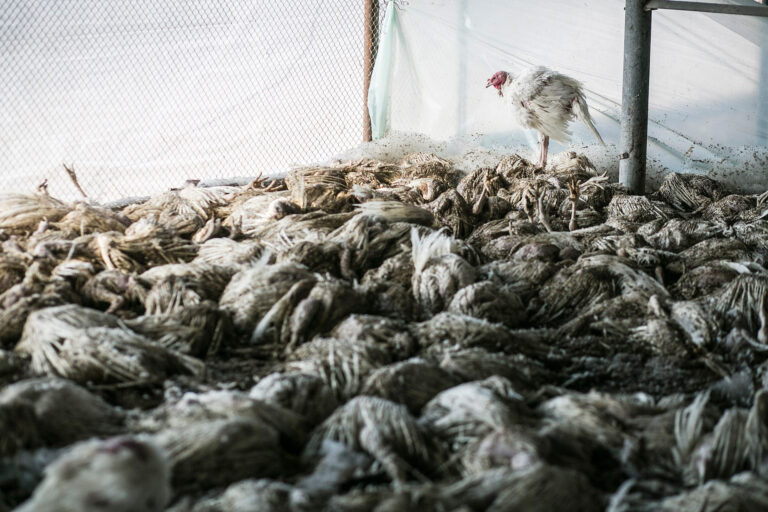 The Deadly Five – Fünf Tierseuchen, die uns alle betreffen