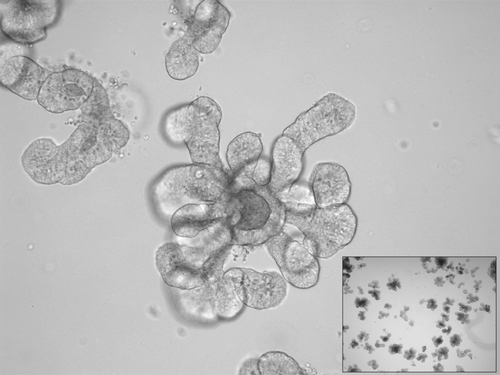 Hellfeldmikroskopie von Darm-Organoiden vom Nilflughund (Rousettus aegyptiacus) © Kellner, Hemholtz-Zentrum