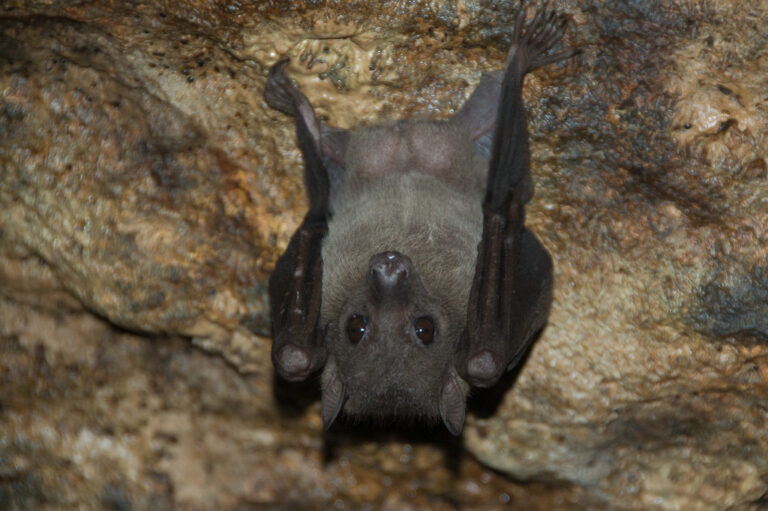 Menschen können von der Immunreaktion der Fledertiere lernen.