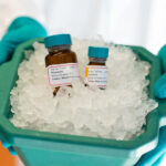 Rapamycin und Trametinib verlängern das Leben um ein Drittel