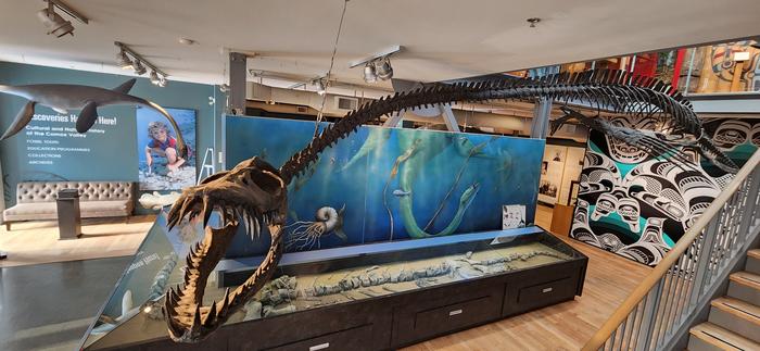 Im Courtenay Museum zeigt eine eindrucksvolle Rekonstruktion, wie Traskasaura sandrae einst durch die Urzeitmeere glitt. © Courtenay and District Museum und Paläontologiezentrum