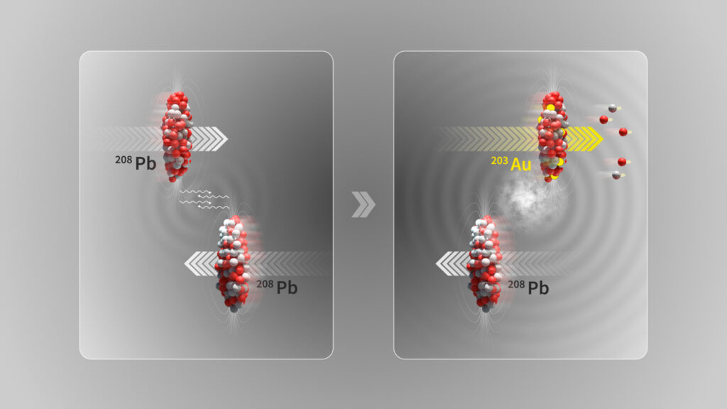 Abbildung einer ultraperipheren Kollision, bei der die beiden Bleiionenstrahlen (208Pb) am LHC nahe aneinander vorbeiziehen, ohne zu kollidieren. Im elektromagnetischen Dissoziationsprozess kann ein Photon, das mit einem Atomkern interagiert, Schwingungen seiner inneren Struktur anregen und zur Freisetzung einer kleinen Anzahl von Neutronen (zwei) und Protonen (drei) führen, wobei der Goldkern (203Au) zurückbleibt. © CERN