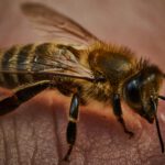 Aggressiv oder friedlich? Das Stichverhalten von Bienen ist Typsache