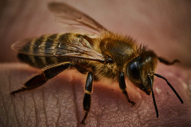 Aggressiv oder friedlich? Das Stichverhalten von Bienen ist Typsache