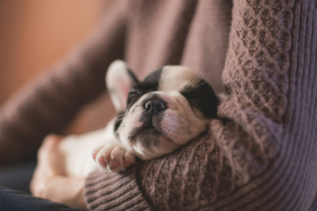Hund statt Kind – Was hinter dem neuen Lebensmodell steckt