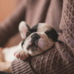 Hund statt Kind – Was hinter dem neuen Lebensmodell steckt