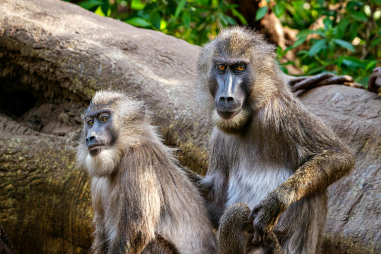 Wir brauchen Pflaster – Wundheilung bei Tieren drei Mal so schnell