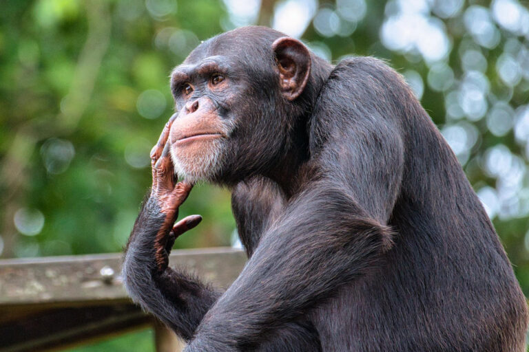 Kommunikation bei Schimpansen – Was ihre Rufe wirklich sagen