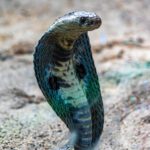 Mann spritzt sich Schlangengift – und liefert wirksames Antivenom