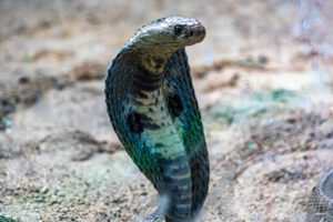 Mann spritzt sich Schlangengift – und liefert wirksames Antivenom
