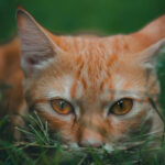 Warum sind rote Katzen fast immer Kater? Das Rätsel ist gelöst