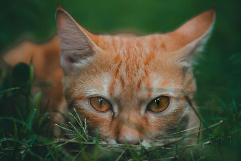 Warum sind rote Katzen fast immer Kater? Das Rätsel ist gelöst