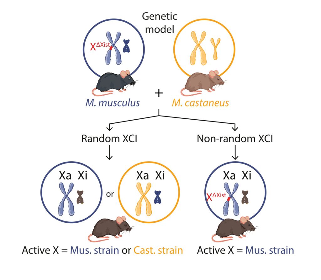 Im diesem Modell kreuzten die Forscher Mäuse der Art Mus musculus mit Mäusen der Art Mus castaneus (Quelle: Science Advances)