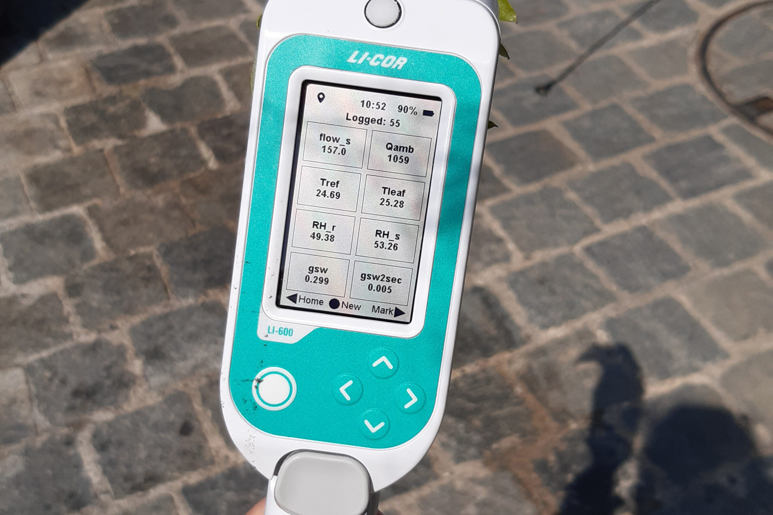 Das LiCor-Gerät zeigt die Verdunstung (299 mmol H2O m-2 s-1, gsw) und die Blatttemperatur (25°C) an. © Christoph Bachofen