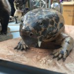 Der Weg vom Reptiliengang früher Synapsiden zur aufrechten Körperhaltung heutiger Säugetiere war lang – und nicht immer direkt. © BVBurton