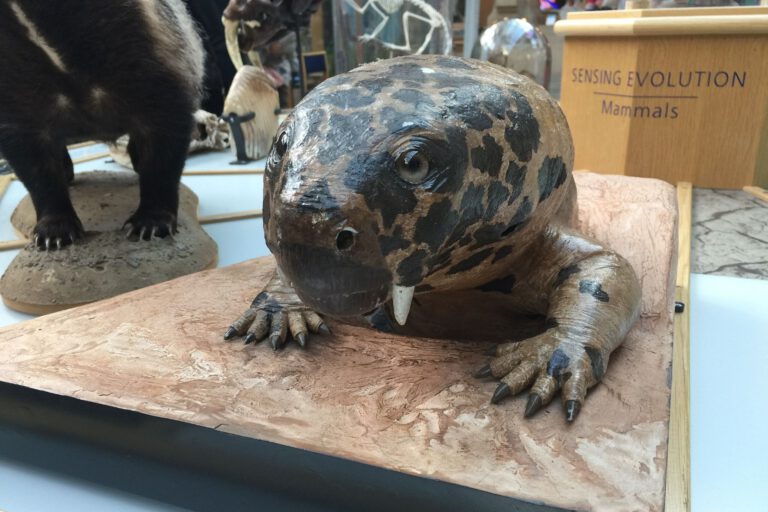 Der Weg vom Reptiliengang früher Synapsiden zur aufrechten Körperhaltung heutiger Säugetiere war lang – und nicht immer direkt. © BVBurton