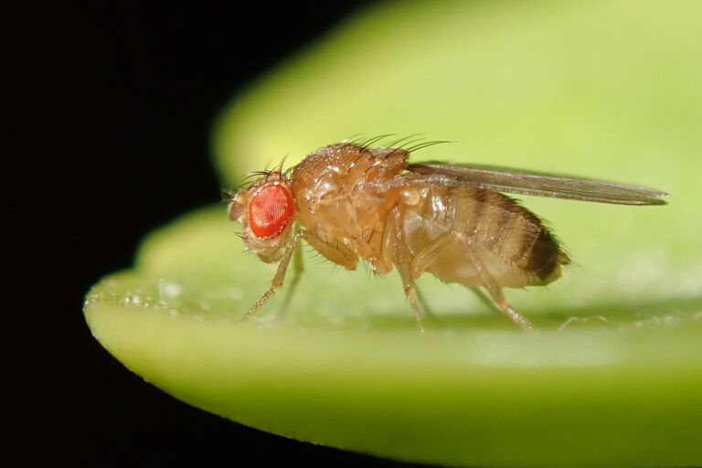 Fruchtfliegen auf Kokain: Was ihre Sucht über uns verrät
