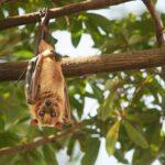 Fledermäuse tragen neue Viren: Gefahr über kontaminierte Früchte