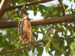Fledermäuse tragen neue Viren: Gefahr über kontaminierte Früchte