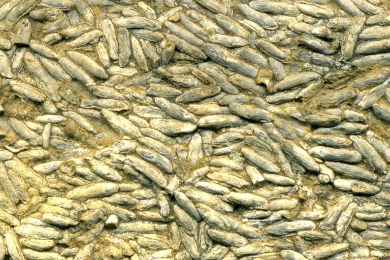 Folgen der Klimaerwärmung: Hitze bedroht Leben auf der Erde