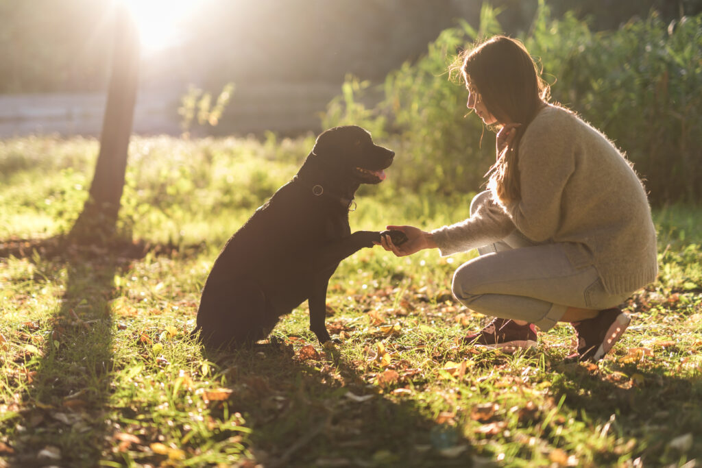 Virtuelle Hundetherapie senkt nachweislich Stress – schon ein 5-Minuten-Video hilft messbar, selbst ohne echten Kontakt zum Therapiehund.