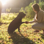 Virtuelle Hundetherapie senkt nachweislich Stress – schon ein 5-Minuten-Video hilft messbar, selbst ohne echten Kontakt zum Therapiehund.