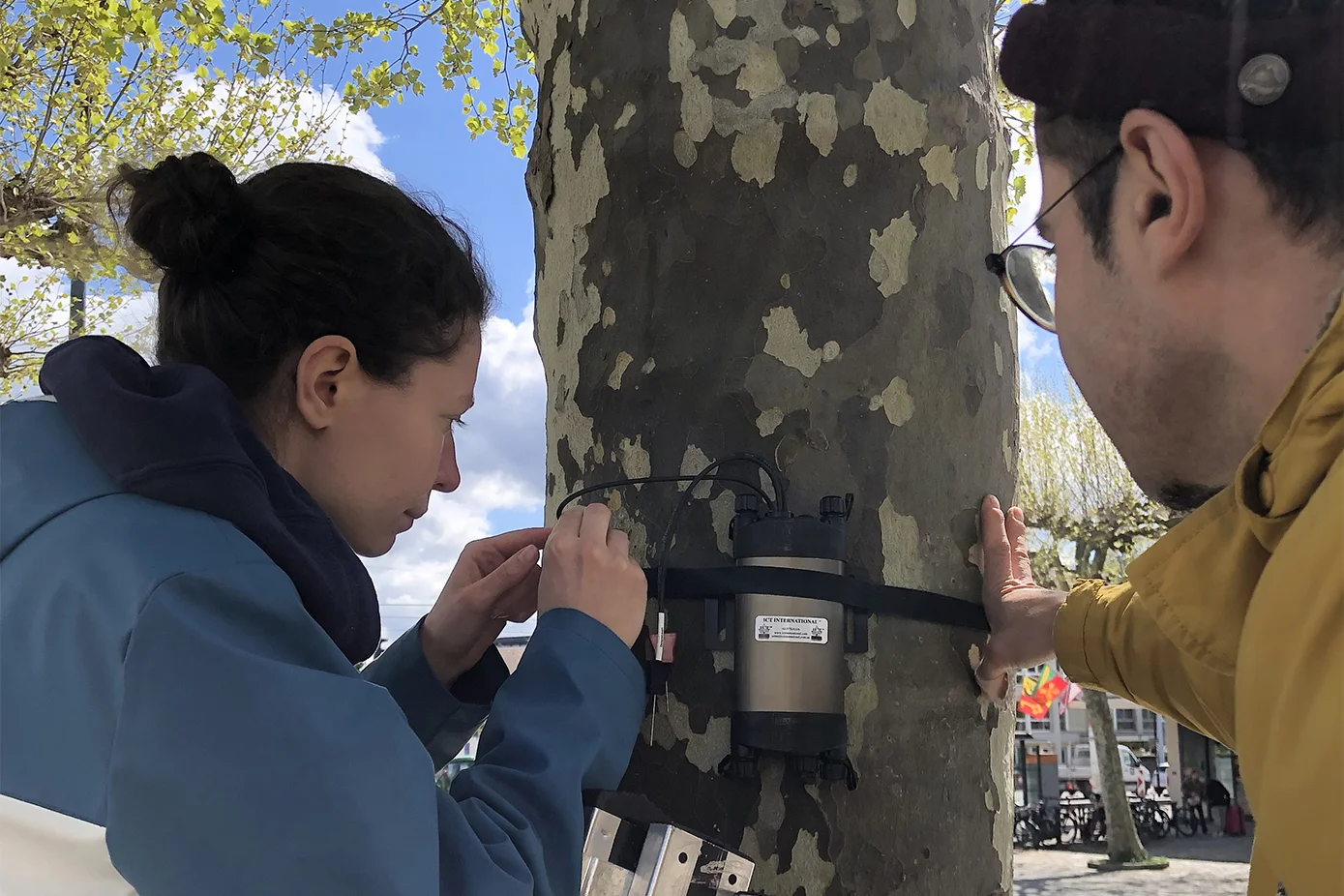 Zwei Mitarbeiter installieren einen Sensor an einer Platane, der den Wasserfluss im Baumstamm misst. © Christoph Bachofen