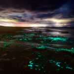 Neues Mikroskop macht Biolumineszenz erstmals sichtbar