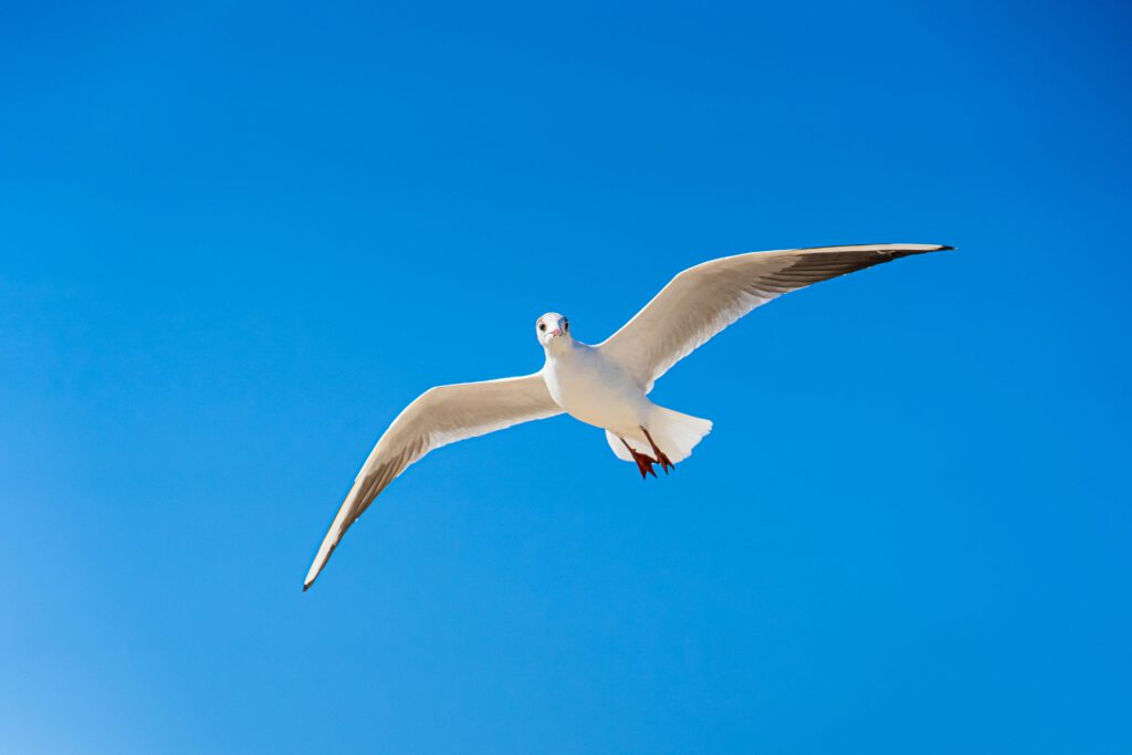 Die Allensche Regel gilt auch für Vögel: Neue KI-Daten zeigen, wie Flügel helfen, Hitze zu regulieren und Klimawandel besser zu überstehen.